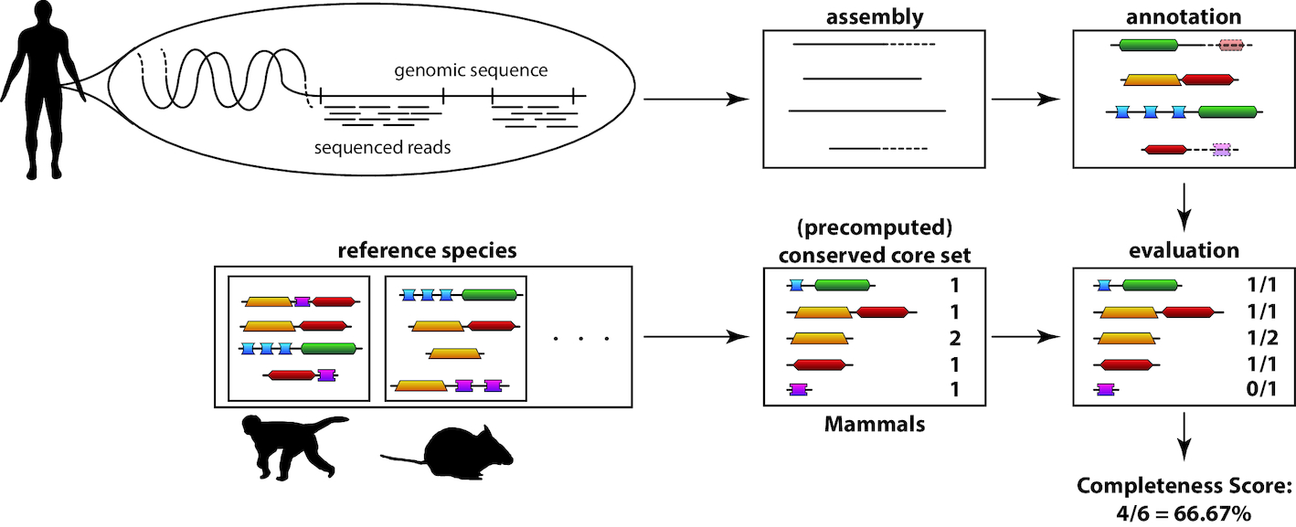 DOGMA illustration (picture taken from [Kemena et al., NAR, 2019])