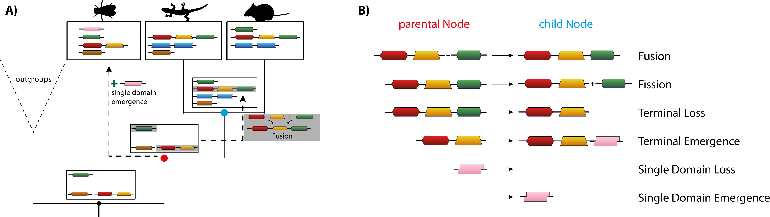 DomRates Illustration: (A) shows the Inference of different rearrangement events for an example phylogeny with different insect species via DomRates. (B) lists all six different single-step events DomRates takes into account.