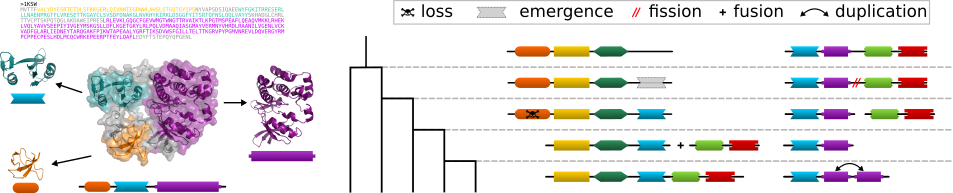 Left: A protein consisting of three different domains. Right: Different events can change domain arrangements during evolution.